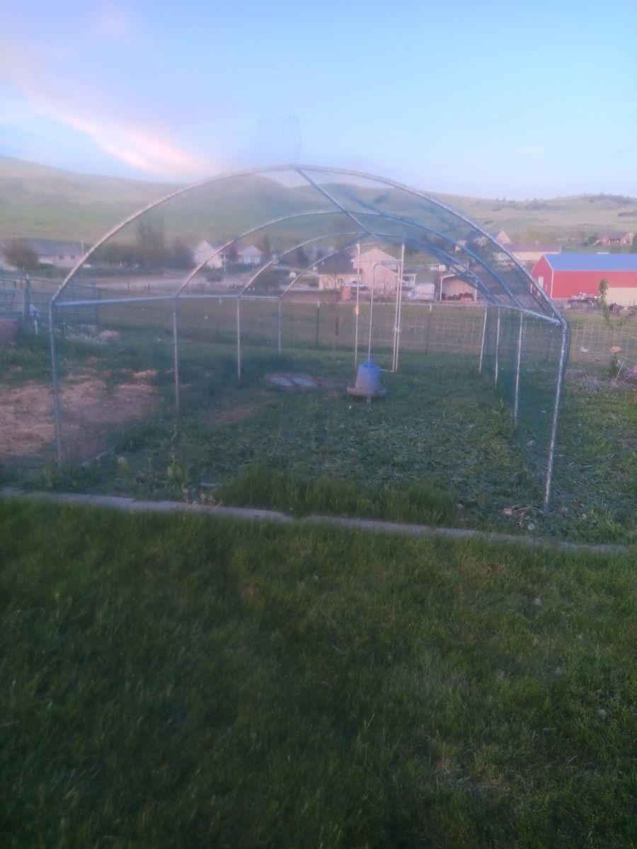 Large chicken run