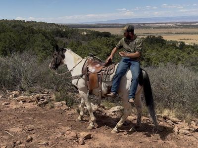 Super fun paint gelding!