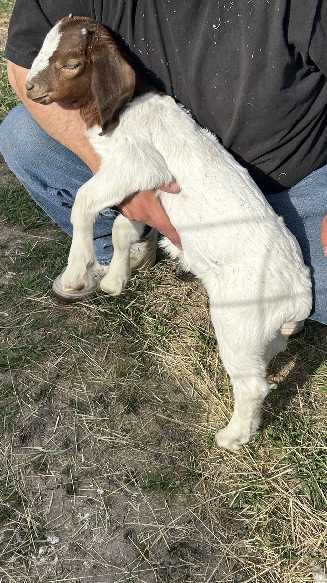 Female and baby goat