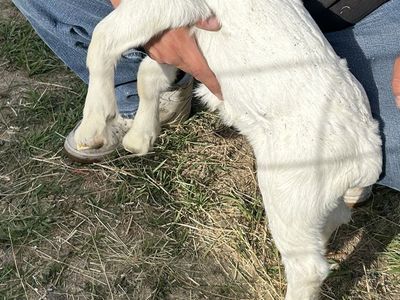 Female and baby goat