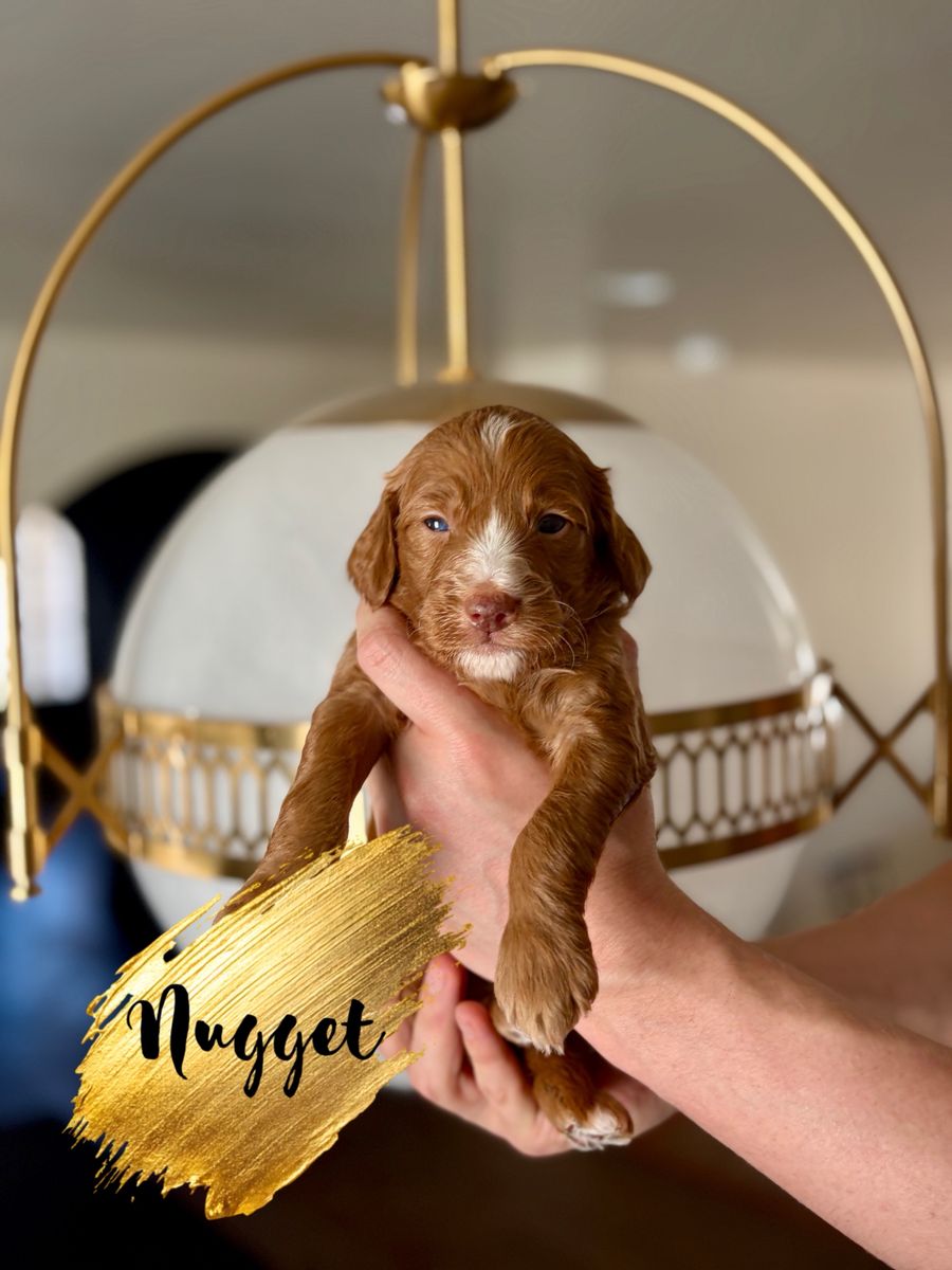 Irishdoodle Puppies - Irish Setter / Poodle