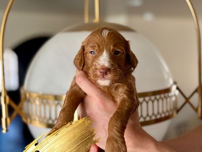 Irishdoodle Puppies - Irish Setter / Poodle