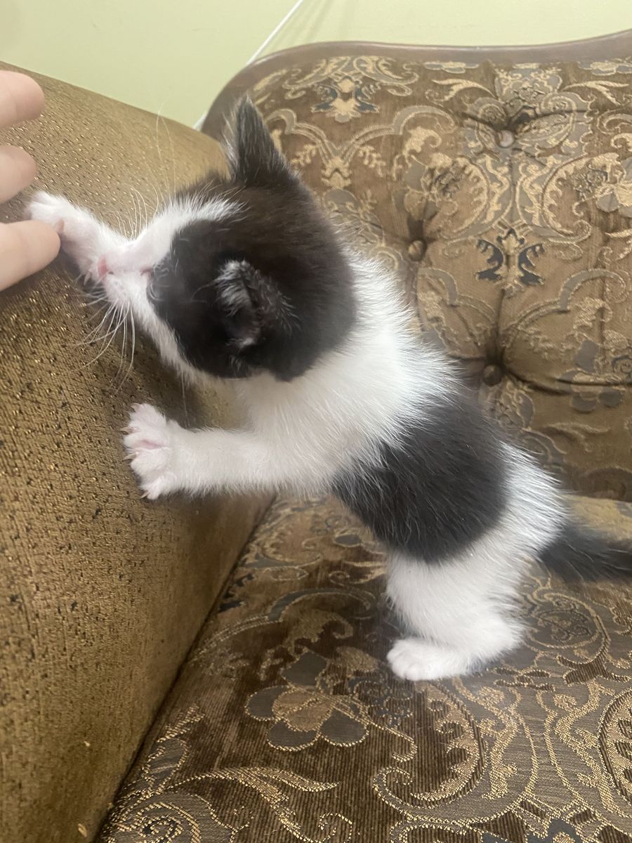 Cute kittens 7 weeks