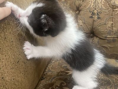 Cute kittens 7 weeks