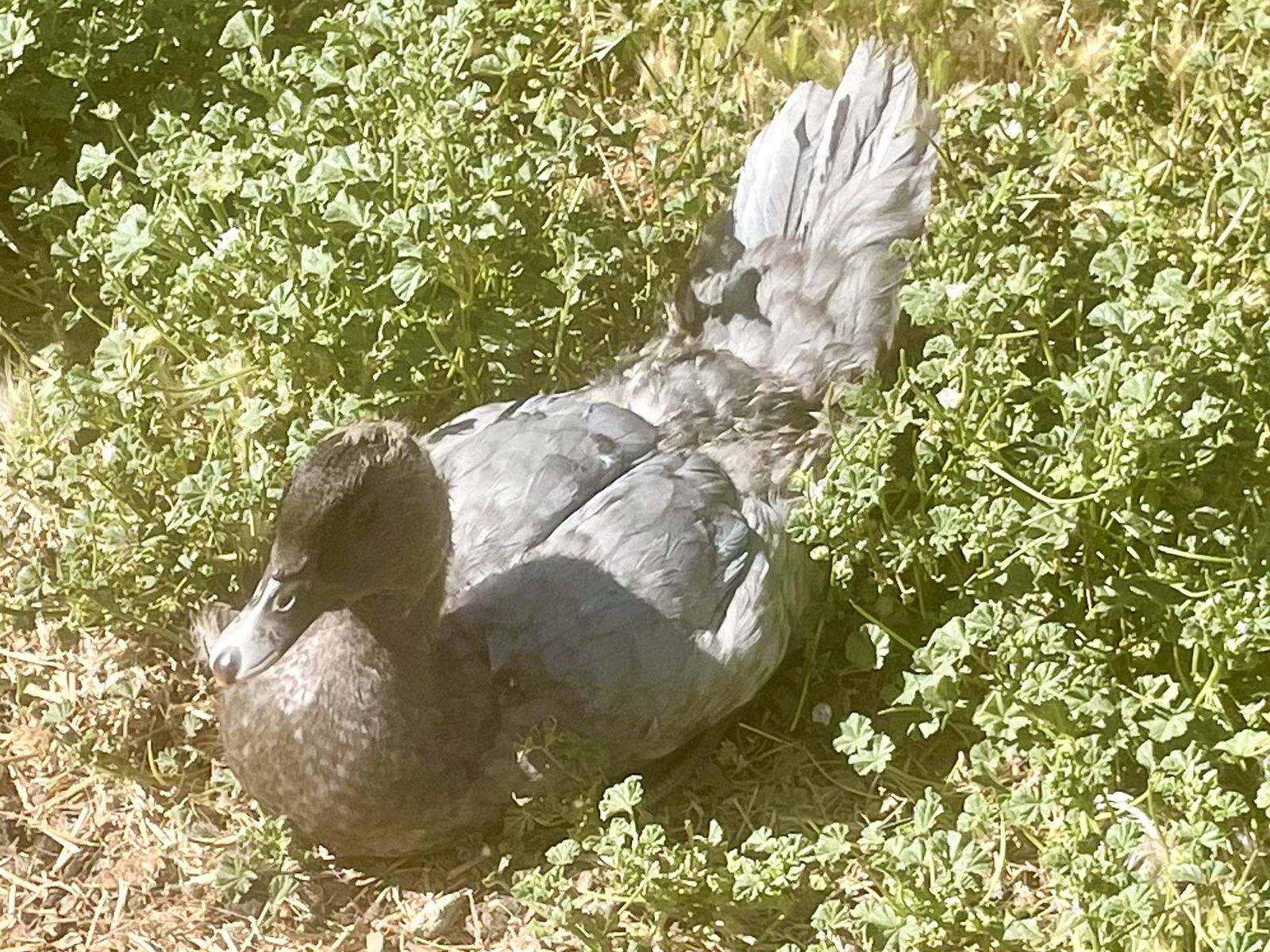 BUG CONTROL, DINNER and/or EGG LAYERS. Muscovy Ducklings. Will not quack. Will be black & white. Hatched 4/21/26. $8.00 each