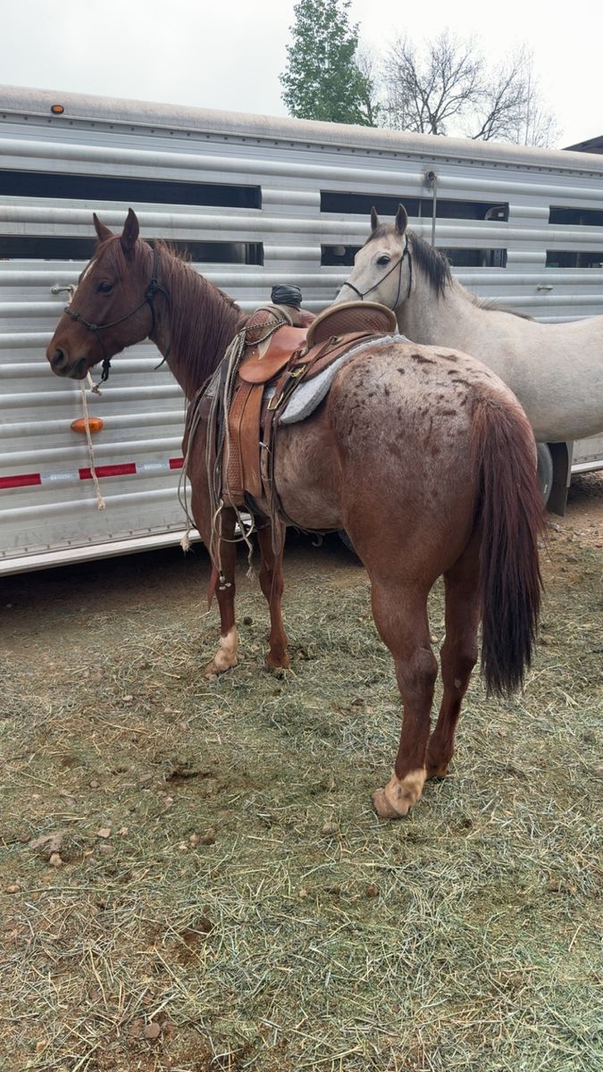4 year old gelding