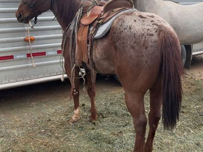 4 year old gelding