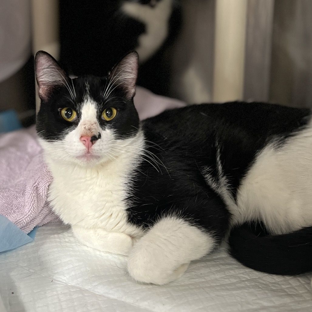 Hello my name is CR34 1 (pink nose)