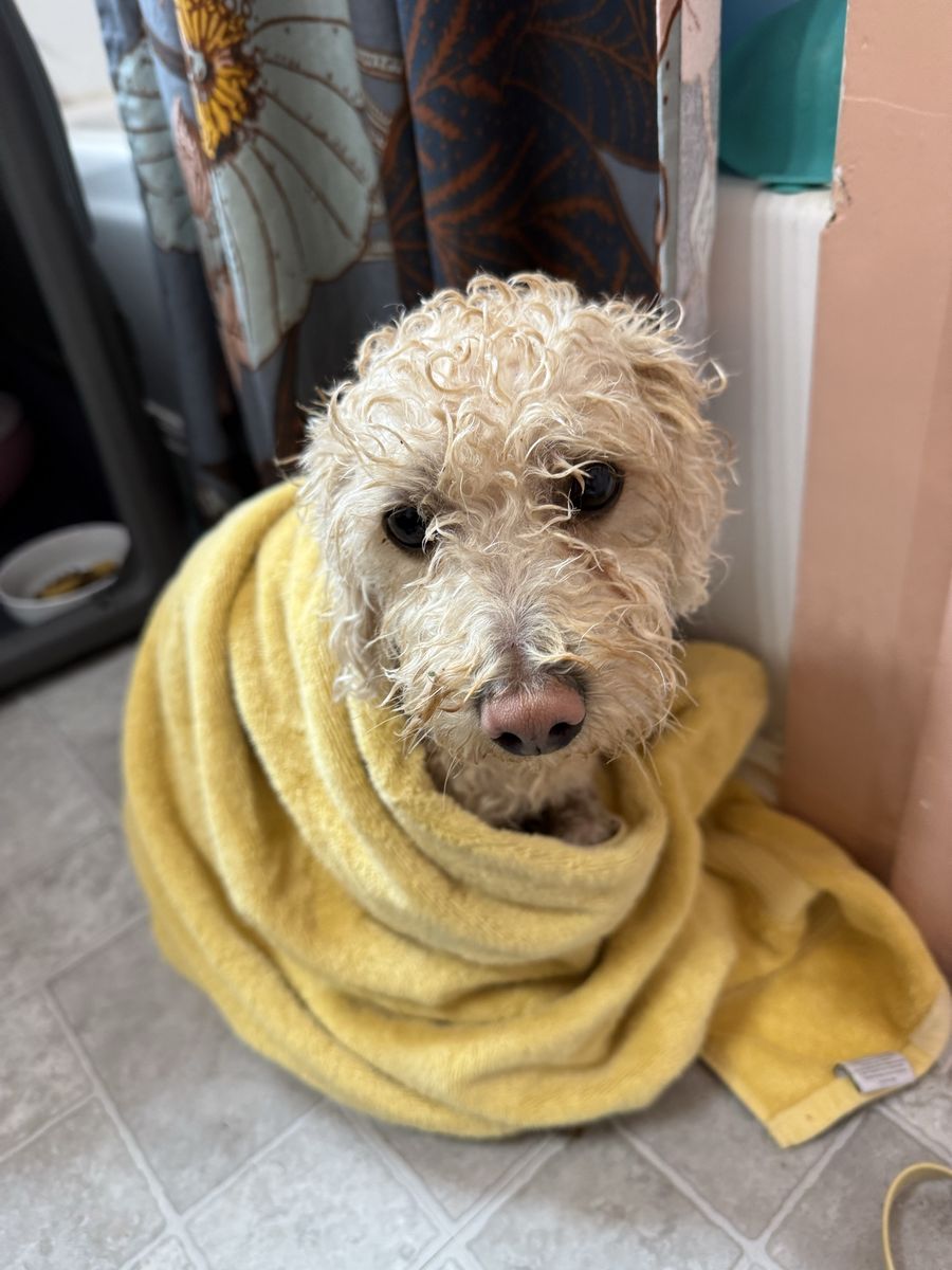 FOUND DOG IN WEST VALLEY