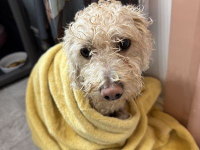 FOUND DOG IN WEST VALLEY