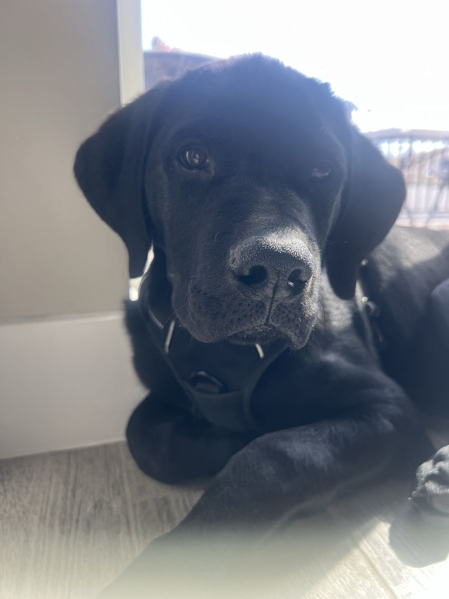 Puppy (Rottweiler/ German shorthair pointer mix)