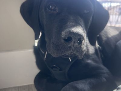 Puppy (Rottweiler/ German shorthair pointer mix)
