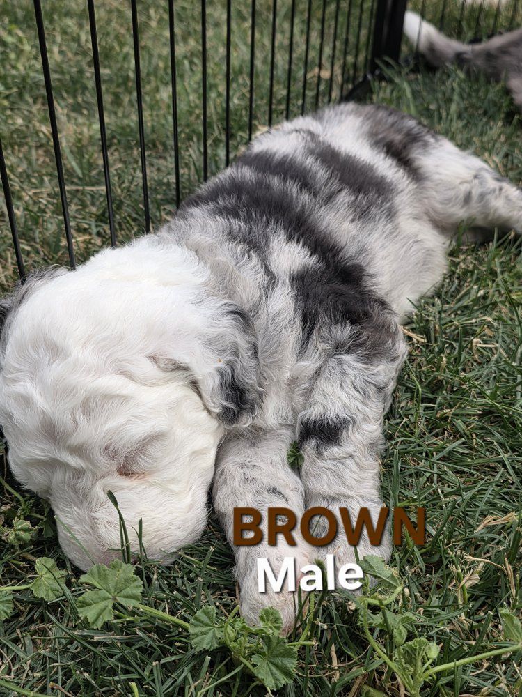 F2 Standard Sheepadoodle Puppies – Ready August 1st!