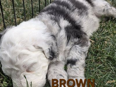 F2 Standard Sheepadoodle Puppies – Ready August 1st!