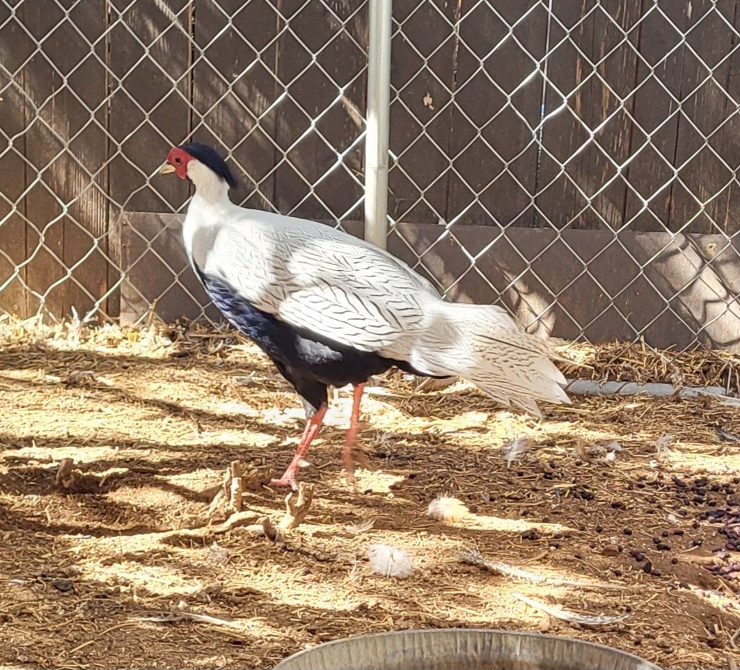Silver pheasants 