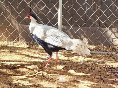 Silver pheasants