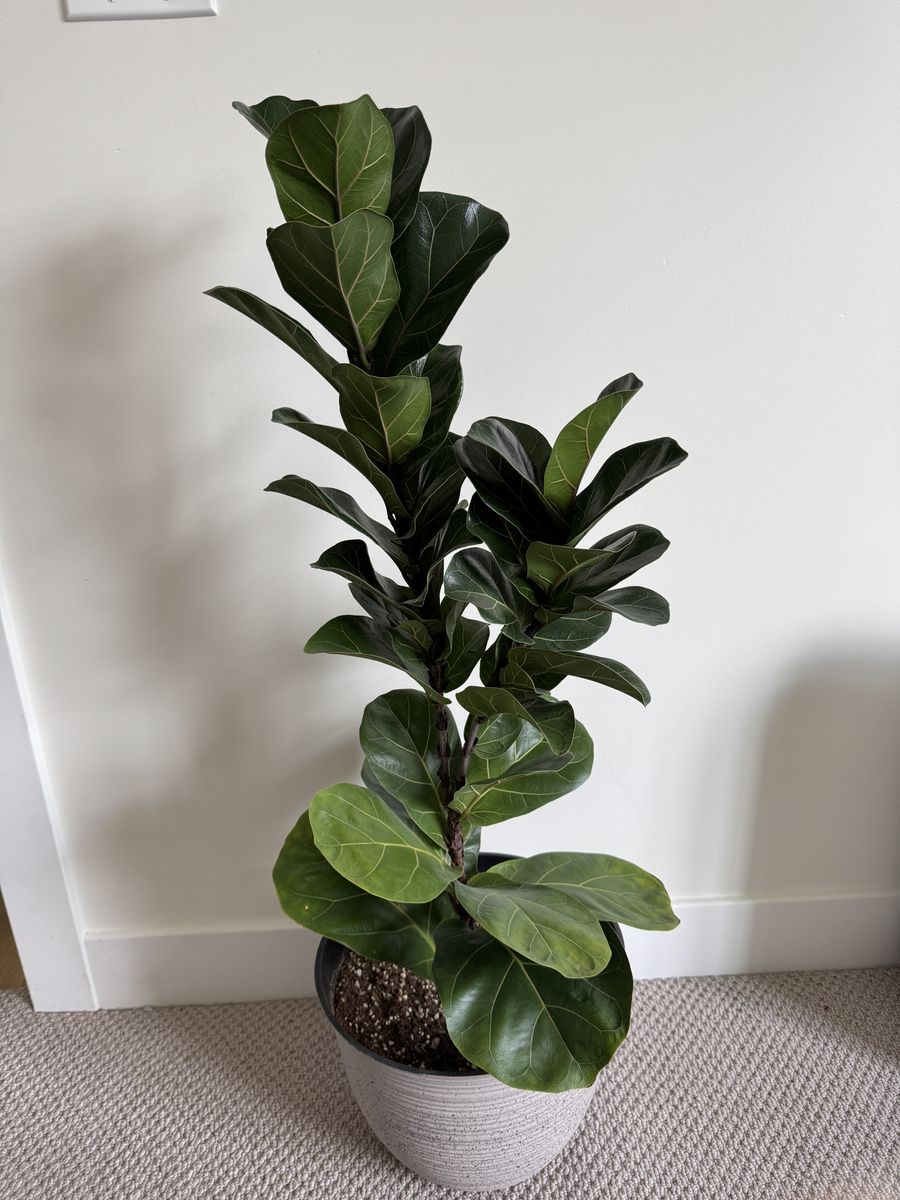 Fiddle Leaf Fig Tree (Real)