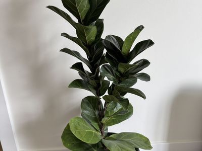 Fiddle Leaf Fig Tree (Real)