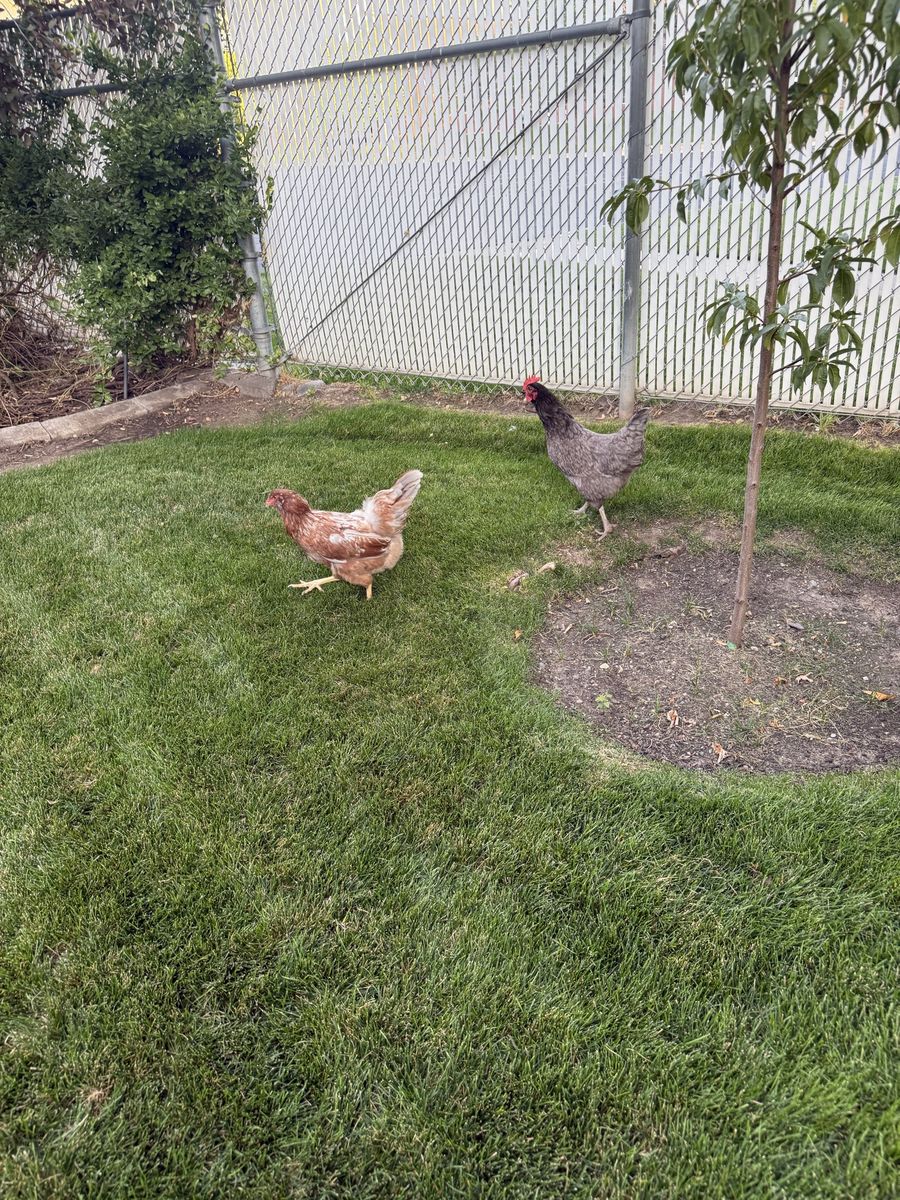 3 Hens need new home