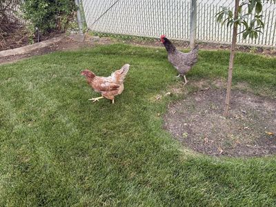 3 Hens need new home