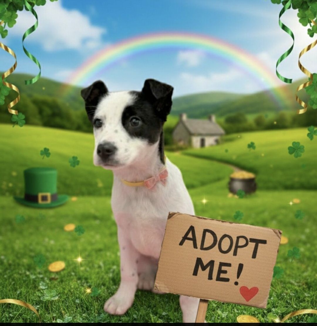 Janis, 5 month old cattle dog, border collie puppy