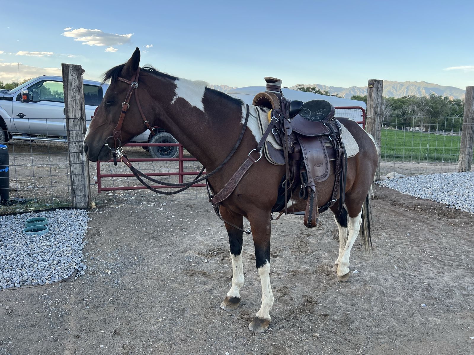 Grade Paint Mare
