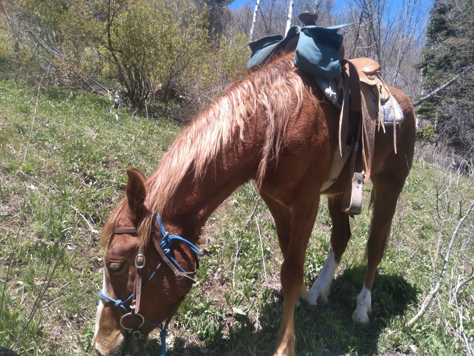 Missouri Fox Trotter