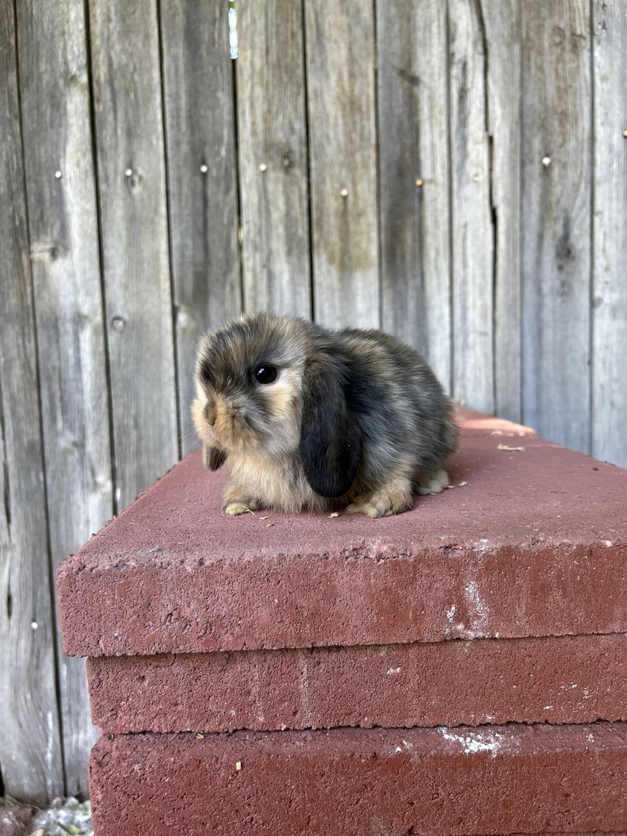 Holland lop buck pedigree