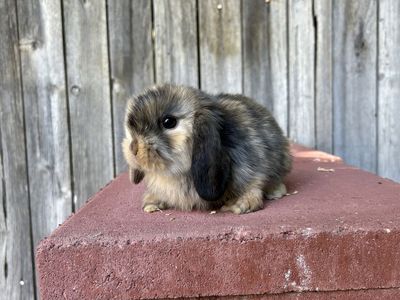 Holland lop buck pedigree