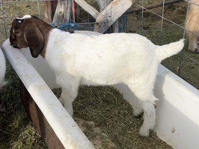 Boer bucklings, wethers / 4-h prospects