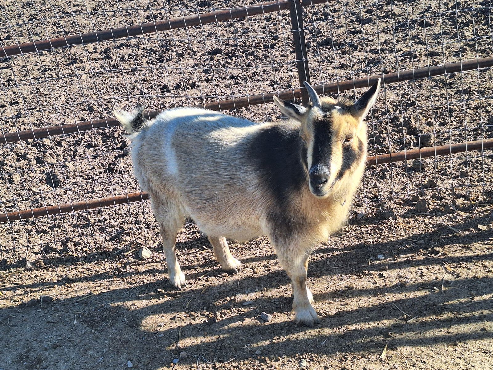 Super Kind Nigerian Dwarf Goat