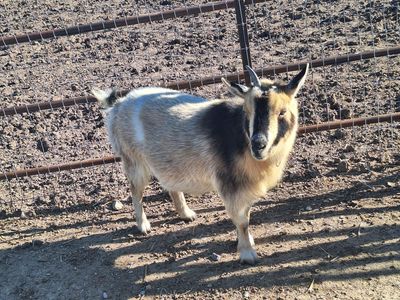 Super Kind Nigerian Dwarf Goat