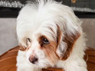 Darling Cavapoo Girl