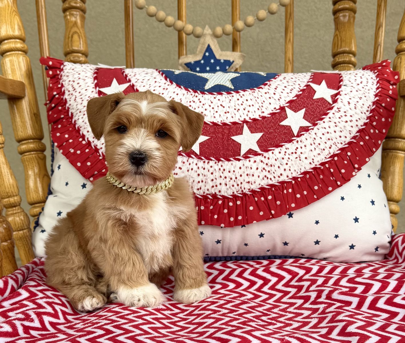 Red miniature schnauzer