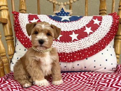 Red miniature schnauzer