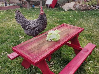 Chicken Picnic Tables