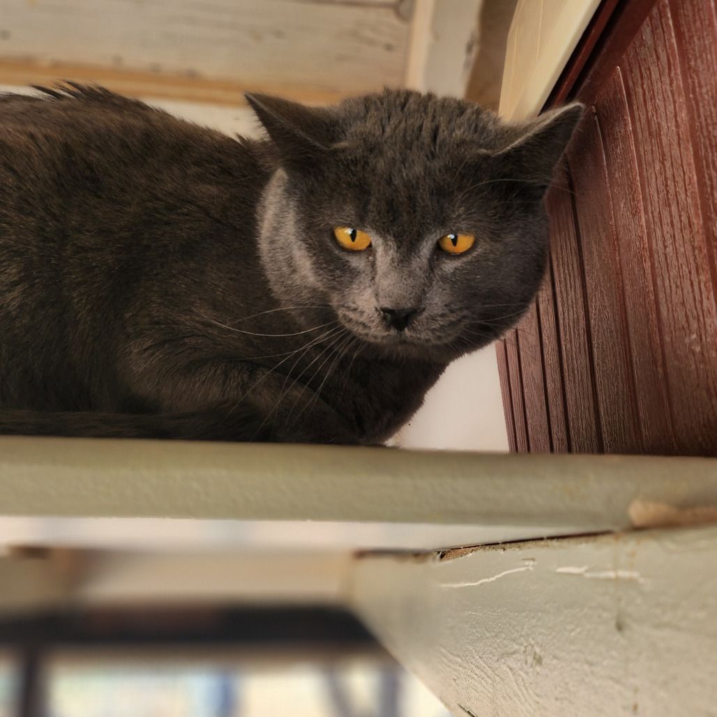 Hello my name is Cromwell