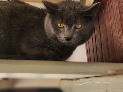 Hello my name is Cromwell