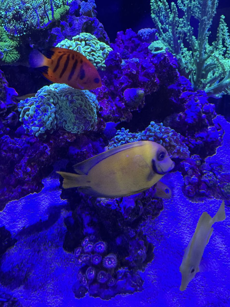 Chocolate MimIc Tang