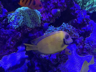 Chocolate MimIc Tang