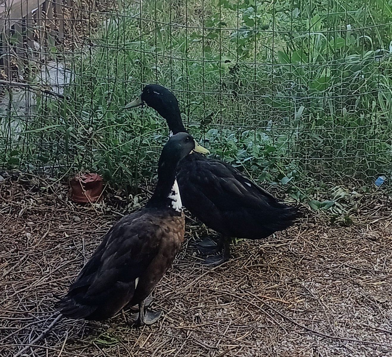 Free Male Ducks x2