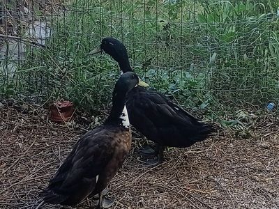 Free Male Ducks x2