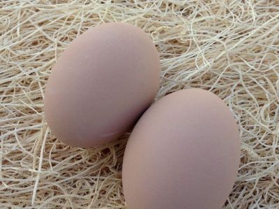 Farm Fresh Chicken Eggs for Sale