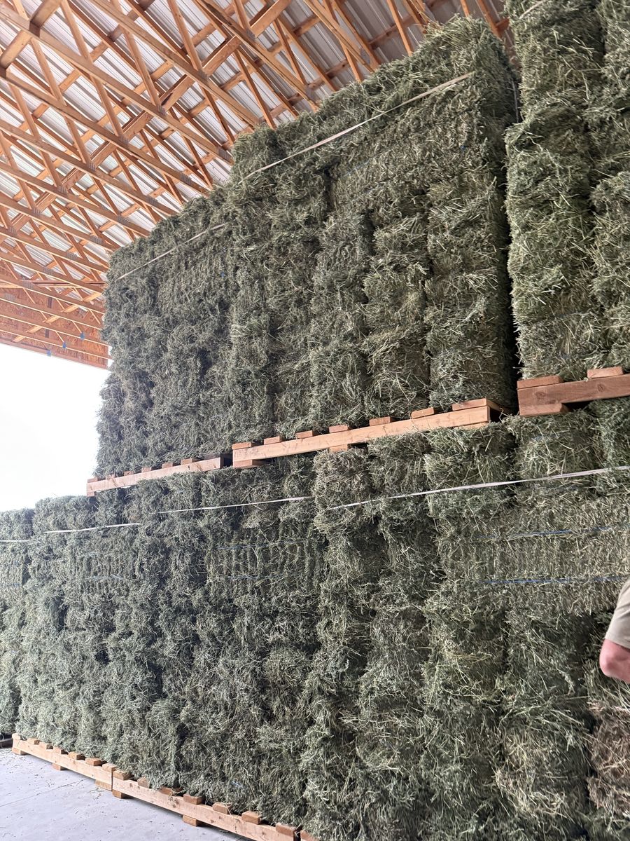 Premium 2 String Alfalfa Hay