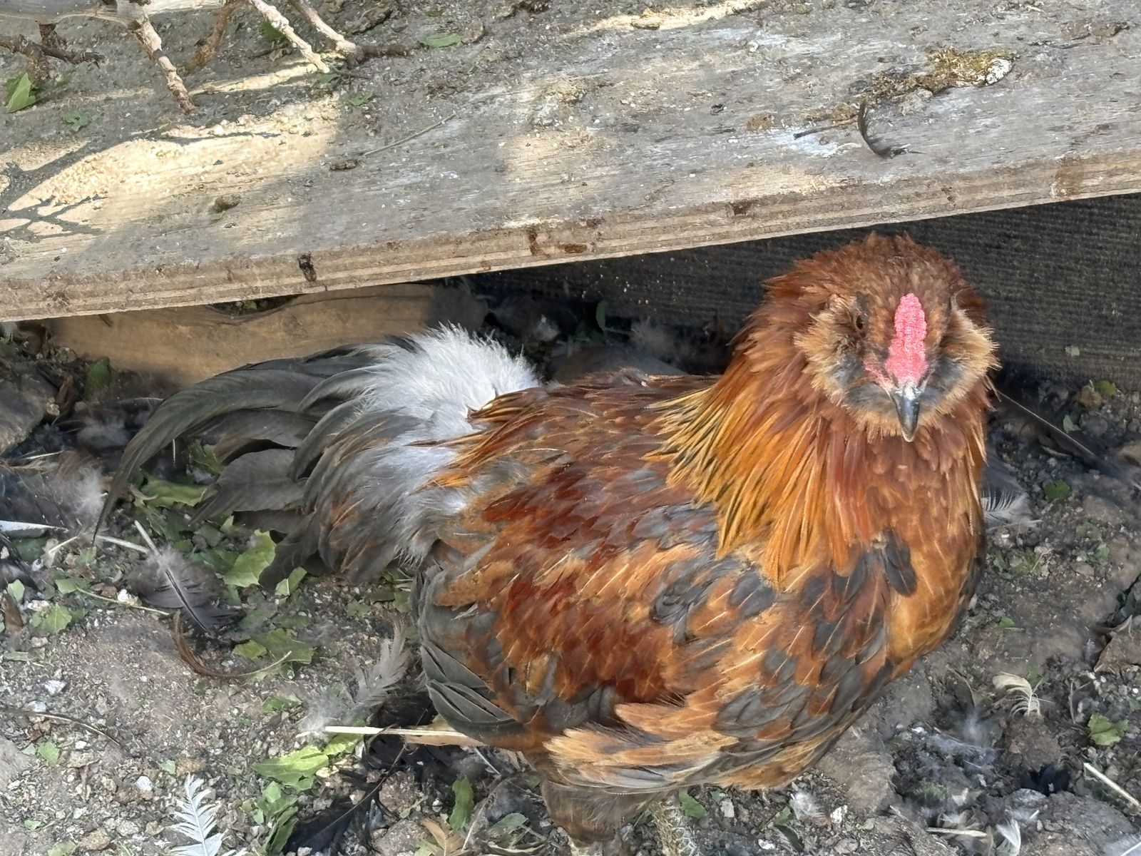 Roosters for sale, $10