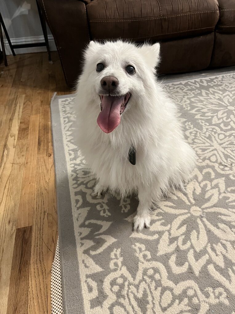 Mini American Eskimo