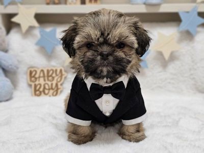 Teacup Shih tzu only two left