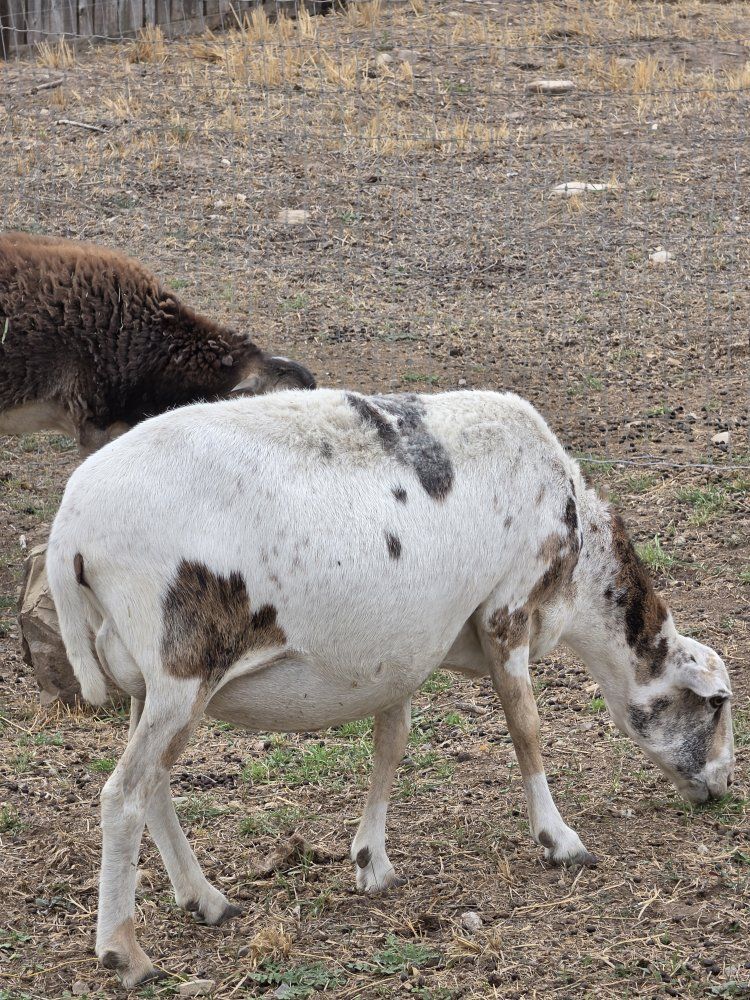 Horned Ram and Ewe - Livestock