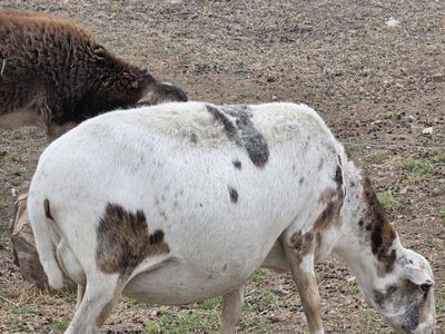 Horned Ram and Ewe - Livestock