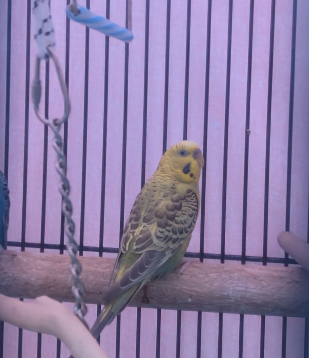 female parakeet
